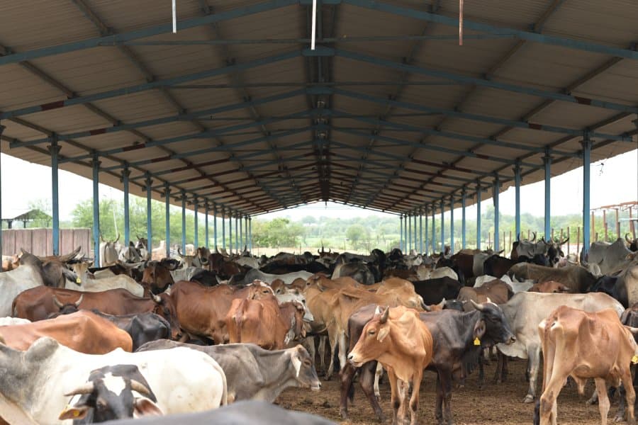 30-Day Cow Care Campaign