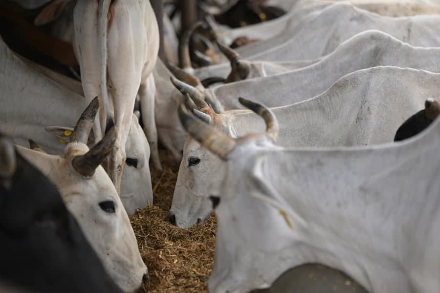 14-Day Fodder Seva Drive