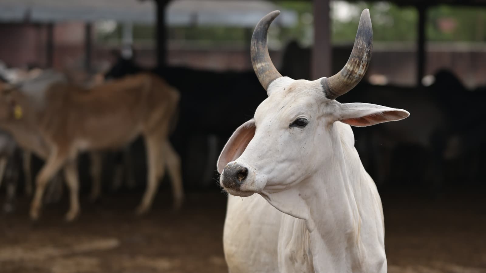 Sacred cows being cared for in a green field